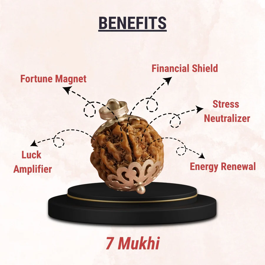 7 Mukhi Nepali Rudraksha Saat Mukhi image 2